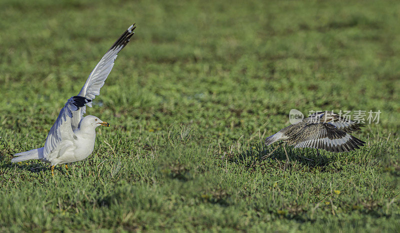 环嘴鸥(Larus delawarensis)是一种中型鸥。马勒尔国家野生动物保护区，俄勒冈州。鸻形目。鸥科。飞行。